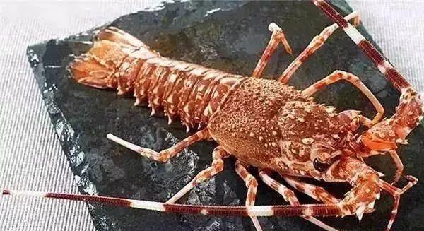 哪种海鲜的味道最鲜美,世界上最鲜美的海鲜