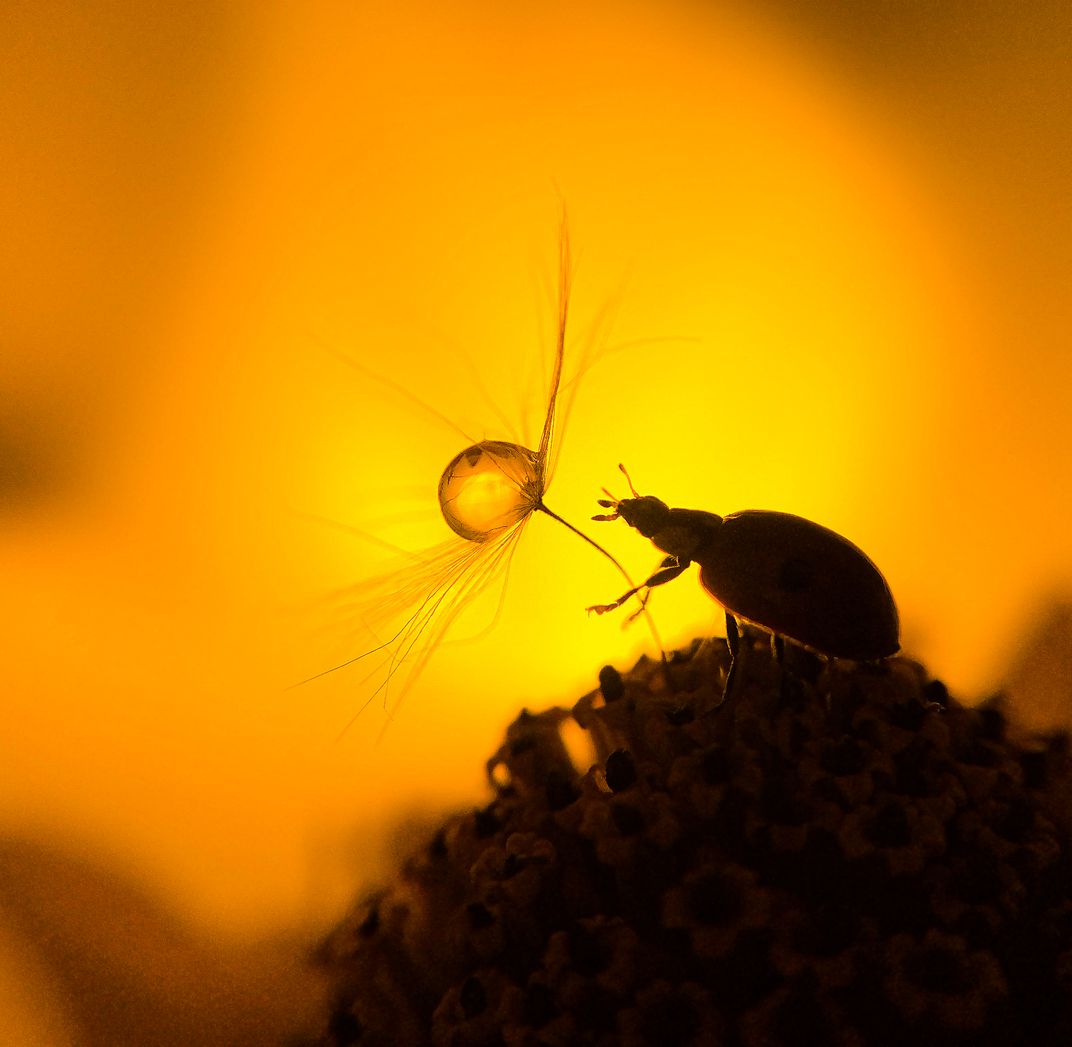 美国史密森尼摄影大奖,史密森尼摄影大奖