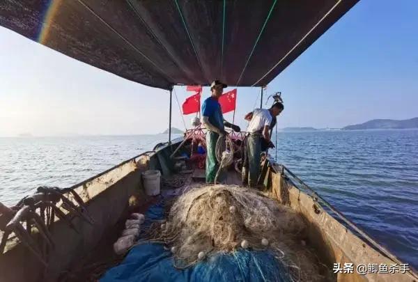 渔民捕捞近5000斤野生大黄鱼,浙江捕获野生大黄鱼