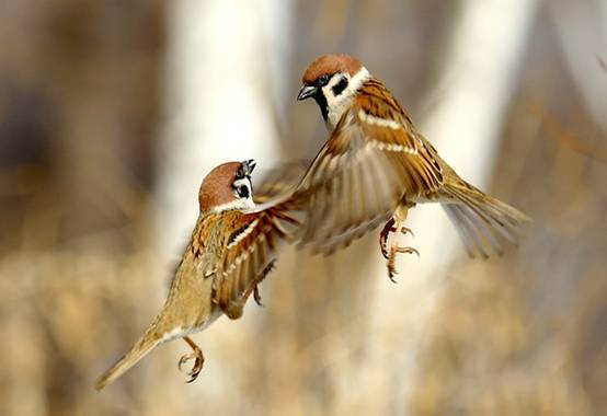 看鸟类视频,各种鸟类过冬姿态