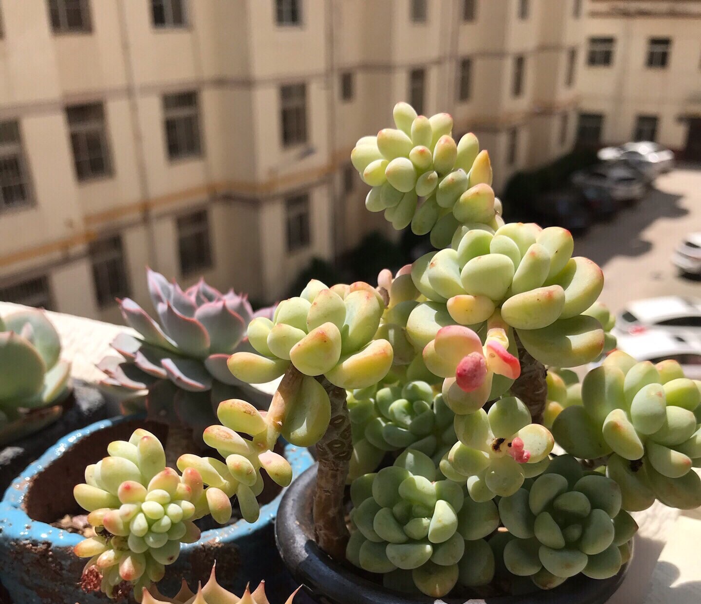 多肉徒长的原因及处理,多肉徒长的原因及解决方法