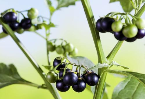 鲁西南农村黑天天，吃过它的人都已经不在年轻了