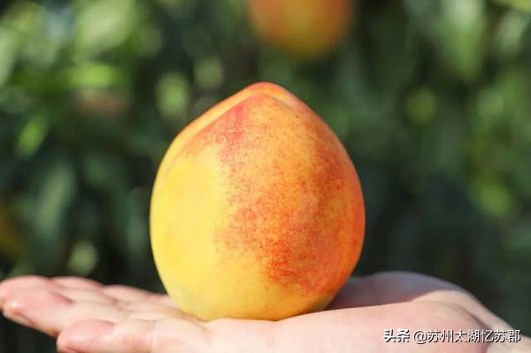 鲜嫩多汁的奉贤黄桃,苏州黄桃现在熟了吗