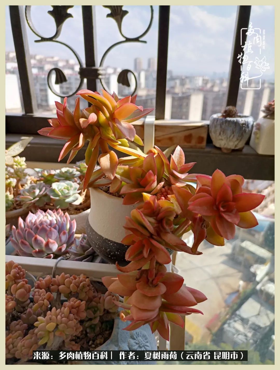 自从养了多肉有了窗台想要个阳台,养多肉10年多