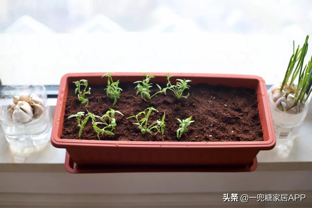 绉嶈崏鐢熸椿鏂瑰紡,绉嶈崏缁囧竷