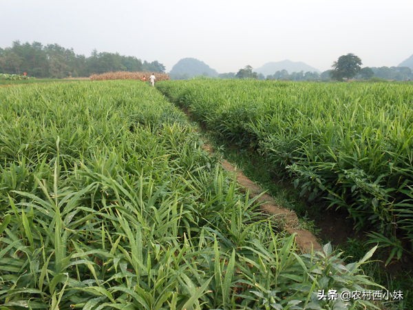 生姜的种植方法及管理技术,生姜种植与管理技术视频