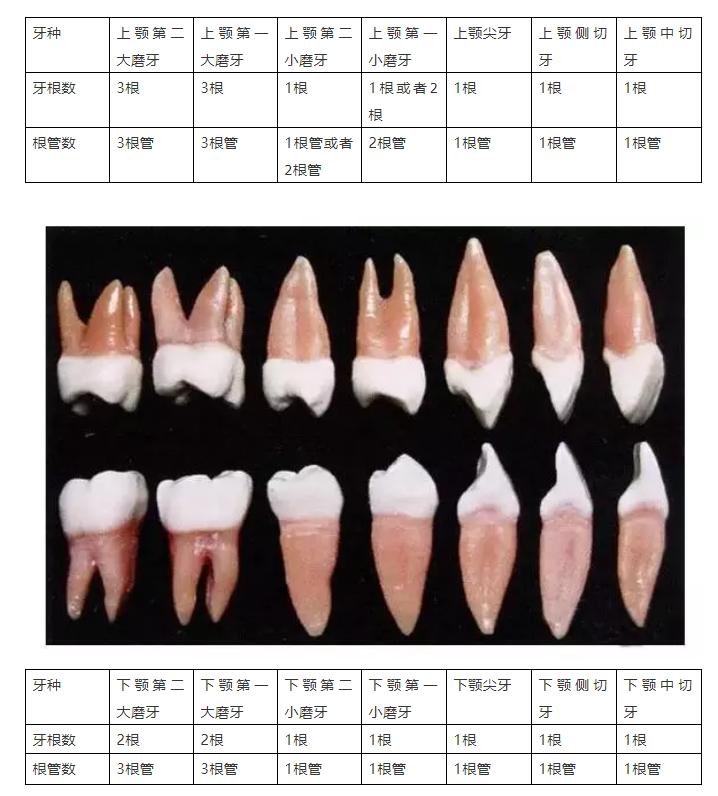 狗狗牙齿构造图解,骡子牙齿构造图