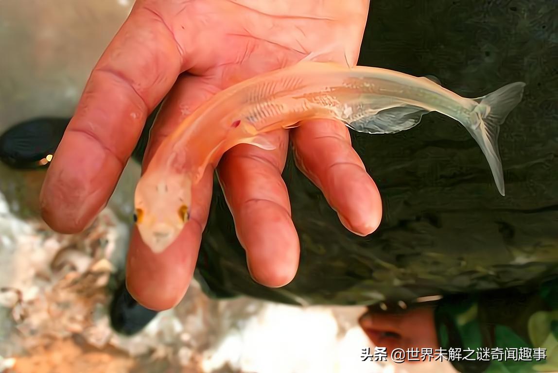 这种被称为“丁丁”的生物有多神奇？长大后吸掉自己的脑子还能活