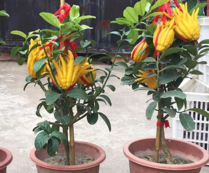 既能观果又能吃的盆栽,喜阴观果盆栽