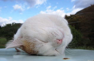 猫湿疹用什么药,小猫得了猫癣铲屎官怎样预防