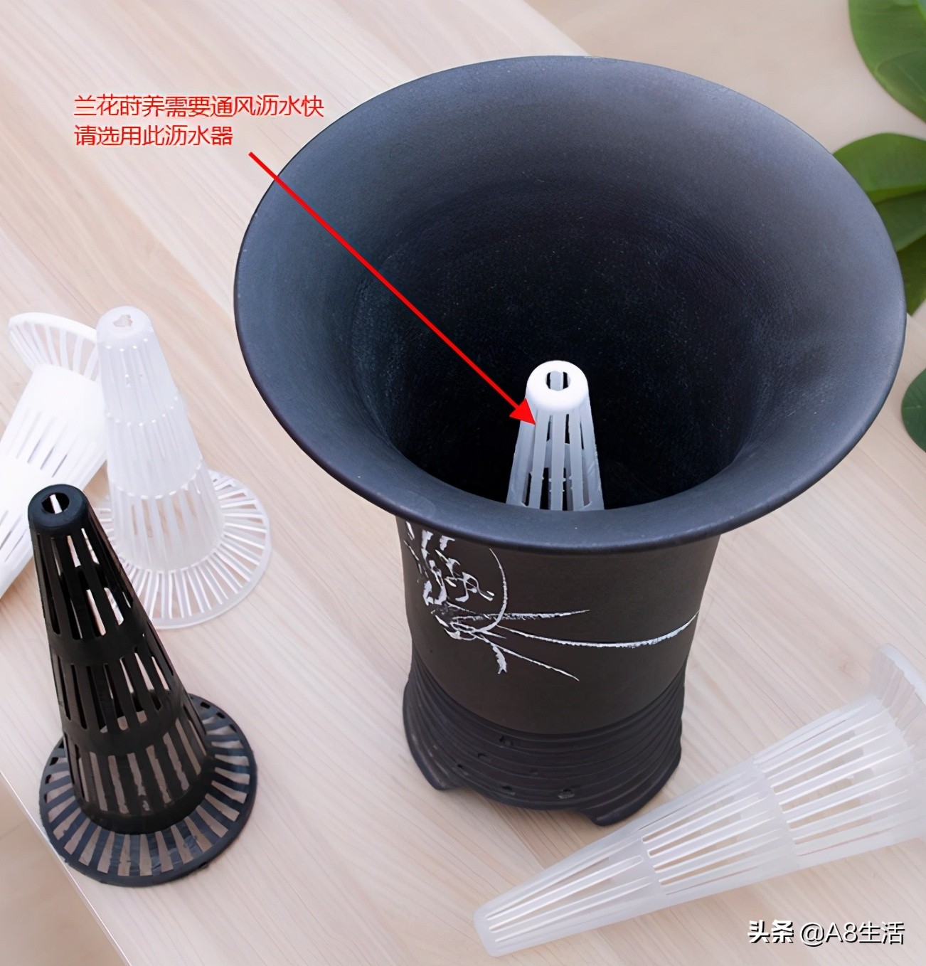 每日一品～中国兰花～春兰茗品～美芬荷