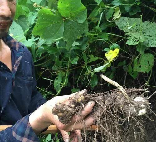 类似黄姜药材的植物,长得像洋姜的野生植物