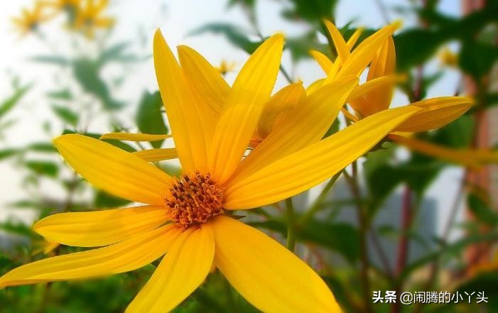 菊芋花开金灿烂，洋姜高洁清雅语