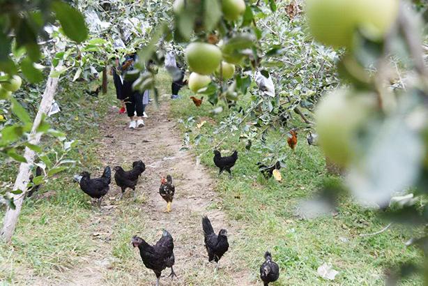 乌鸡应该怎么养，看看这里或许就知道了，和普通养鸡差别不大
