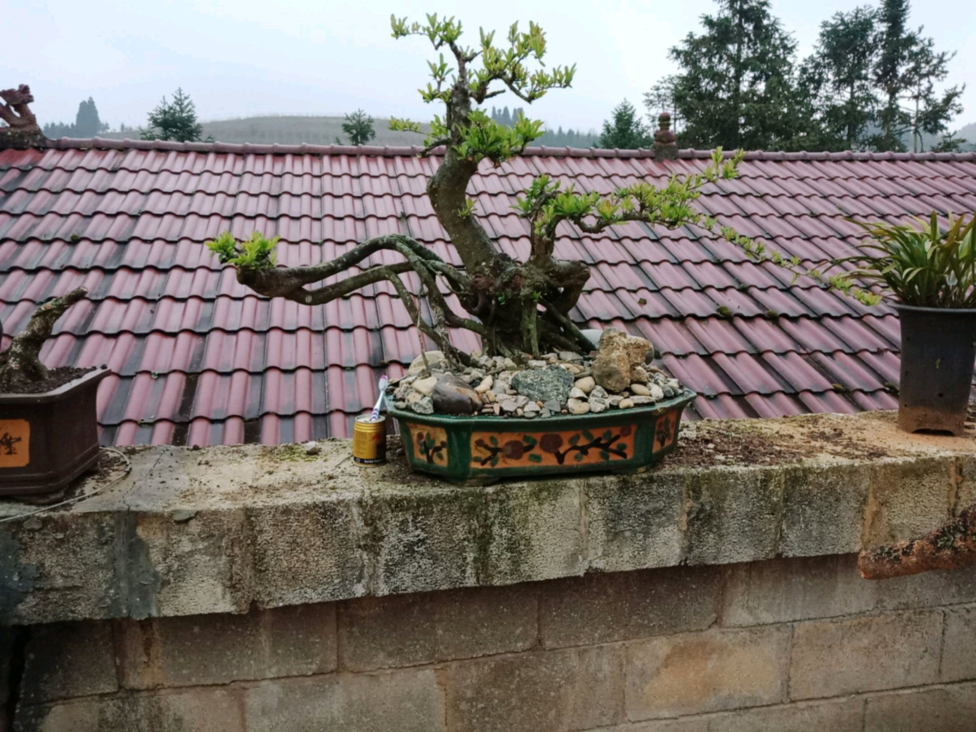 火棘换盆后出现果子萎缩怎么回事,盆景烧根叶子蔫了怎么补救