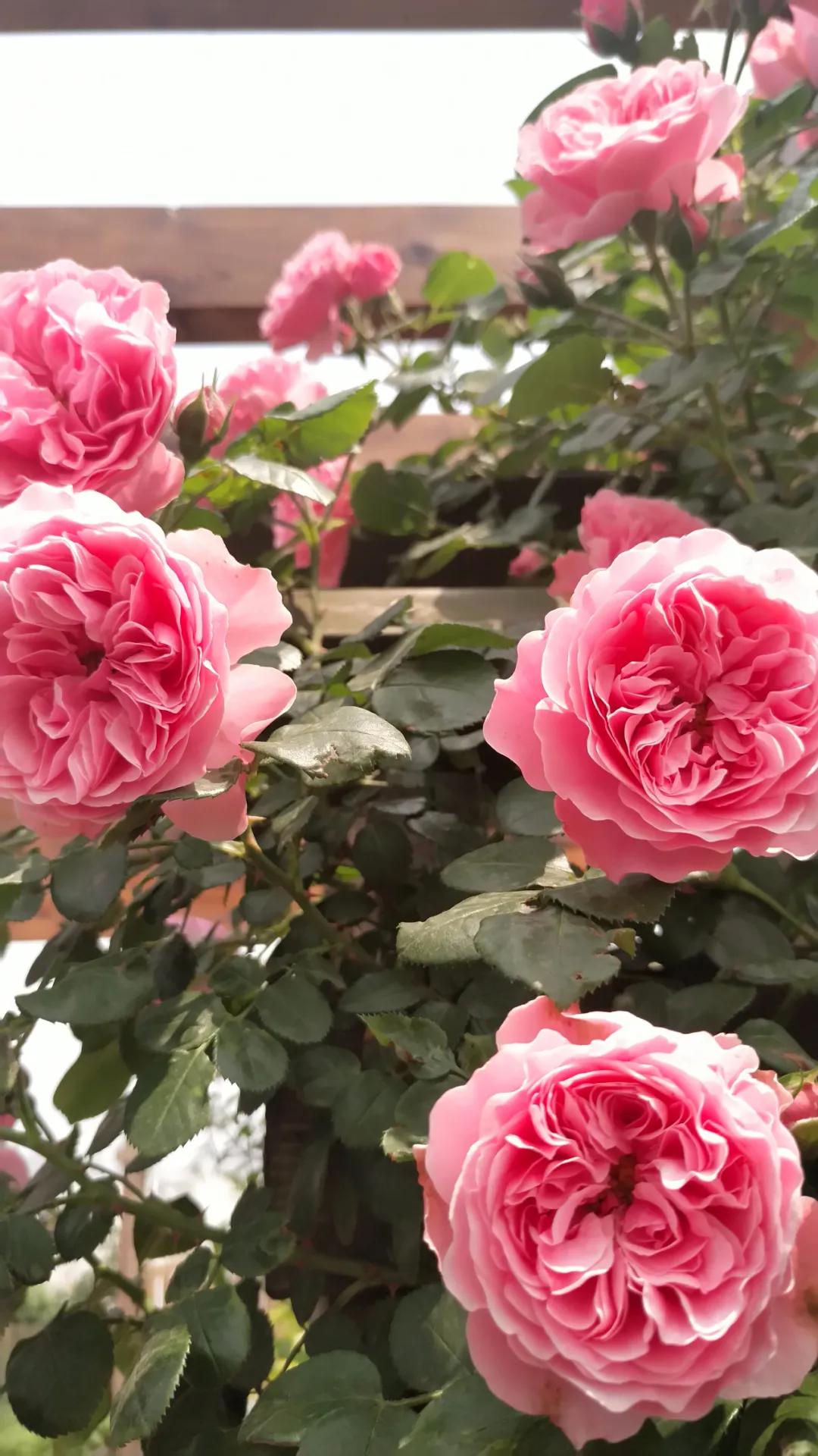 一棵粉达，撑起一座花园的一个春天