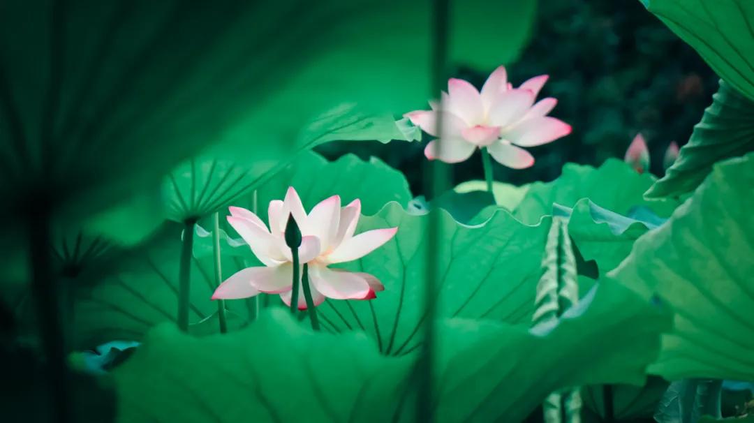 十首著名的荷花诗莲花别样红,最有韵味的荷花十首诗词