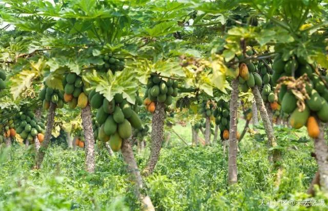 海南省临高县历史,海南临高风土人情