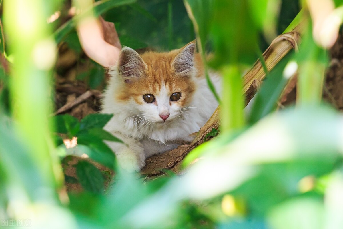 养宠经验猫咪吃什么化毛效果好,养宠经验猫咪吐毛球怎么解决