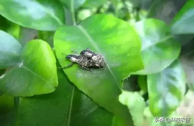 8月份果树植保管理技术要点,8月不努力9月徒伤悲