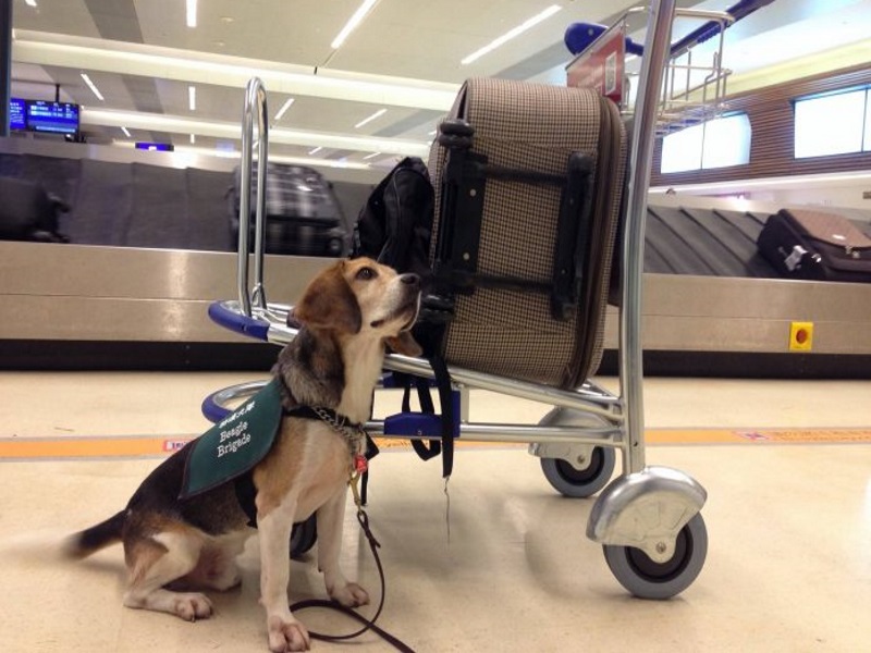 为什么试验犬用比格,检疫犬为什么寿命短