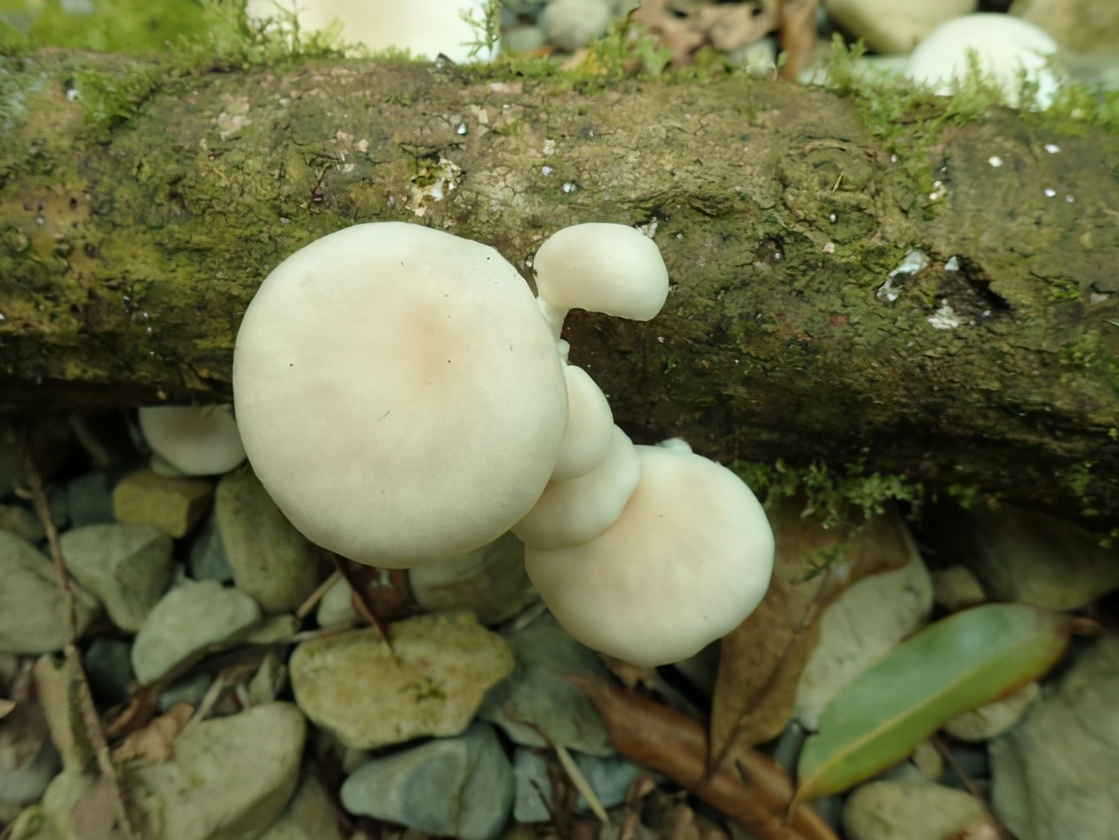 侧耳，吃过吧！追风散寒，舒筋活络，补肾壮阳