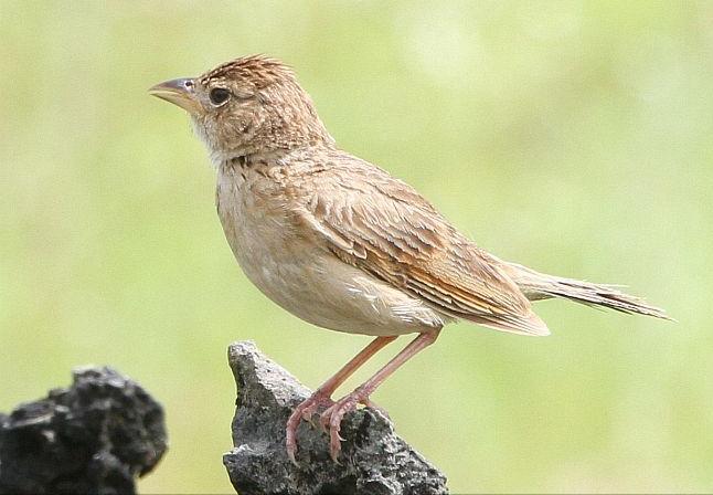 广东常见鸟类图谱和名称图文,东江揽胜鸟类