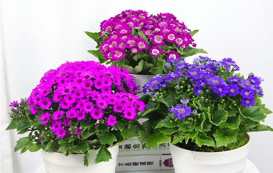 瓜叶菊花的养护方法,瓜叶菊开完花如何养护