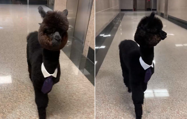 “毛澎羊驼”撞脸羊肉炉！洗澡崩坏片笑翻网：原来本尊这么瘦