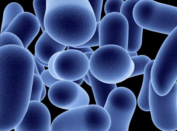 哪些益生菌有临床试验,国家认可的10种益生菌