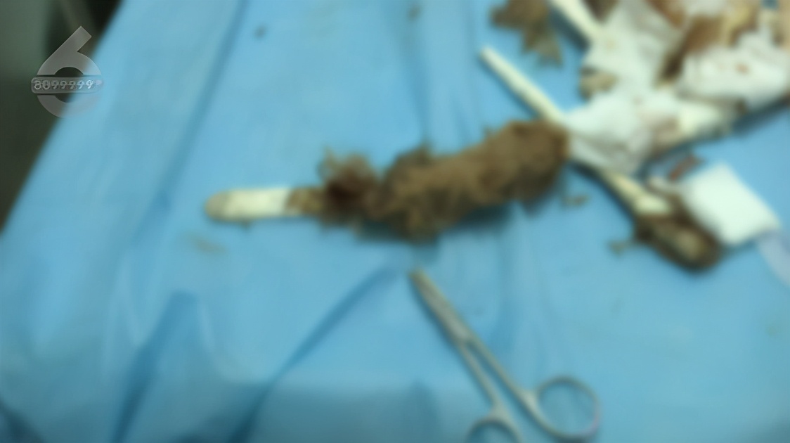 泰迪前腿残疾训练,残疾泰迪能收留吗