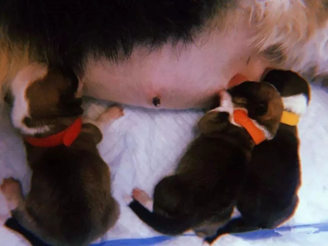 狗狗在家莫名染虫,铲屎官忧心寄生虫危害,学会三点杜绝虫害!