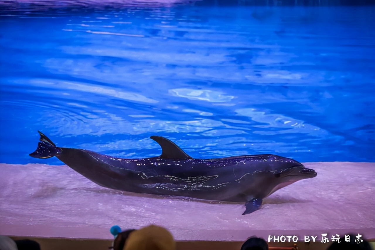 来珠海亲子必打卡景点，人工飘雪海洋动物表演，最适合周末亲子游