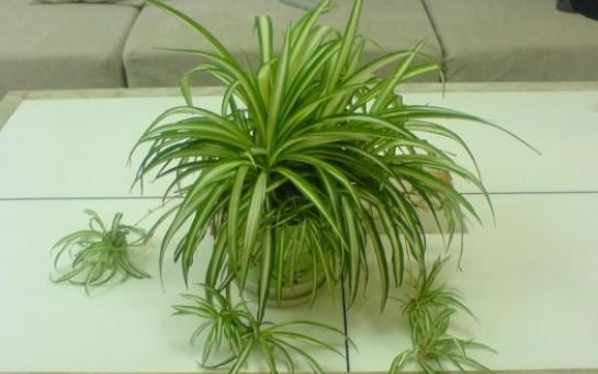 养吊兰的妙招用什么肥料,吊兰如何养才能分枝多