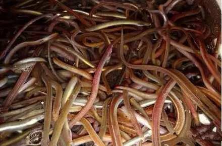 海鲜大全,最全海鲜冷知识