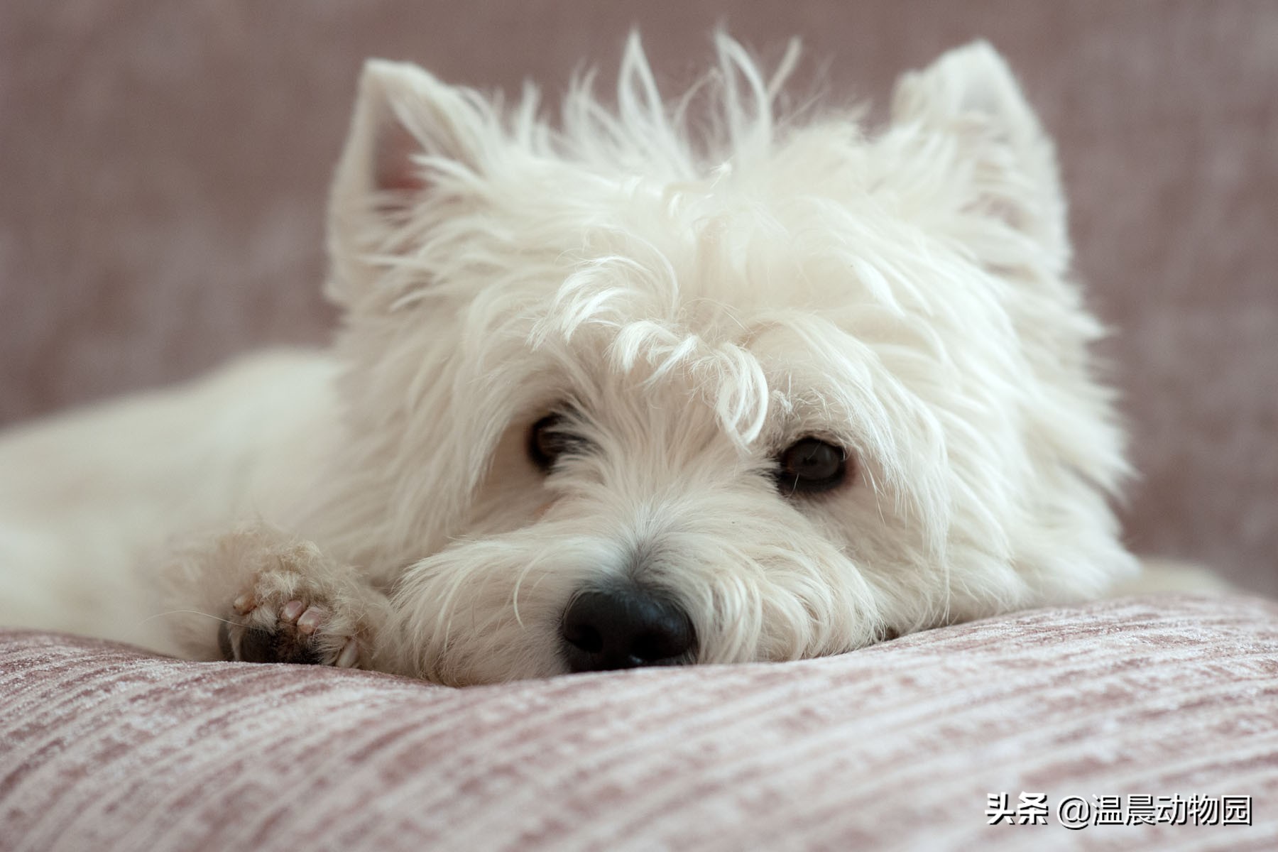 什么狗狗的品种是两个字相同的,可以识别狗狗品种的犬类