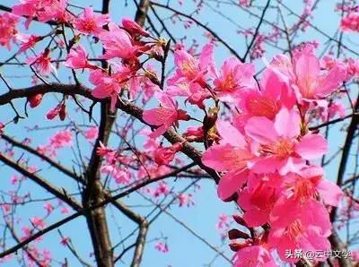 花语大全100种花图片,100种花的花语太全了