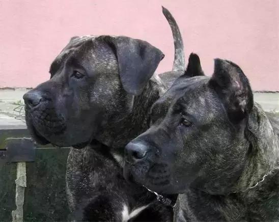 危险分子猛犬暴徒—加纳利，请你低调