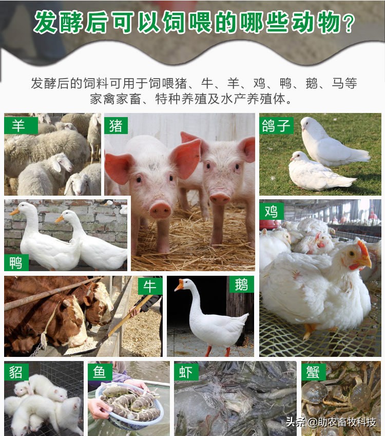 木薯渣做饲料,木薯浆饲料怎么发酵