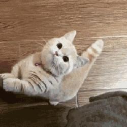 养猫的七条禁忌,养猫攻略之猫咪乱尿