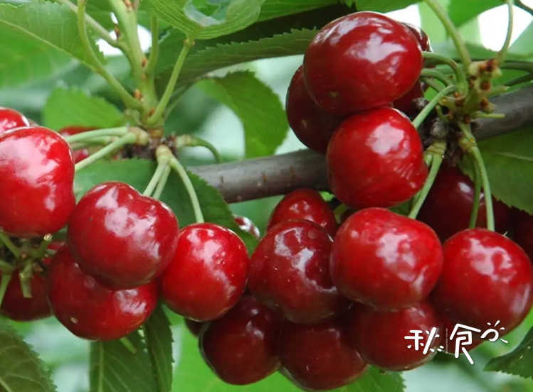 小满季节三种水果,小满季节三不吃夏天多吃什么水果