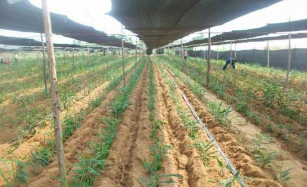 种植生姜怎么提高产量和品质,生姜新品种及种植技术有哪些