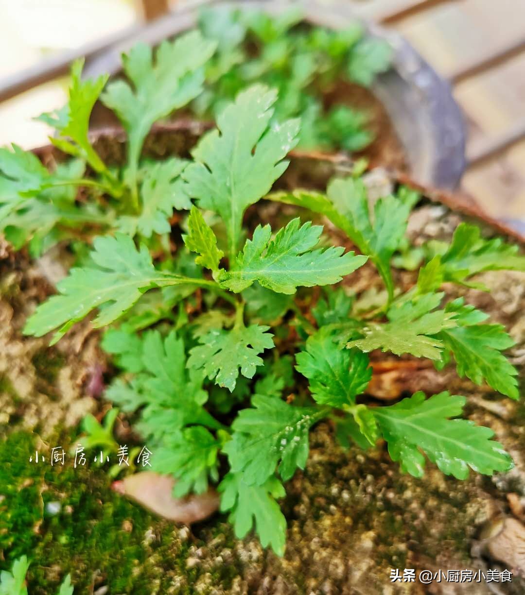 怎么做绿叶汤,春天做什么养生汤最好吃