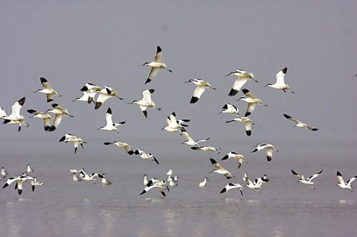 野生的鸟儿该怎么处理,鸟类如何躲避风雨