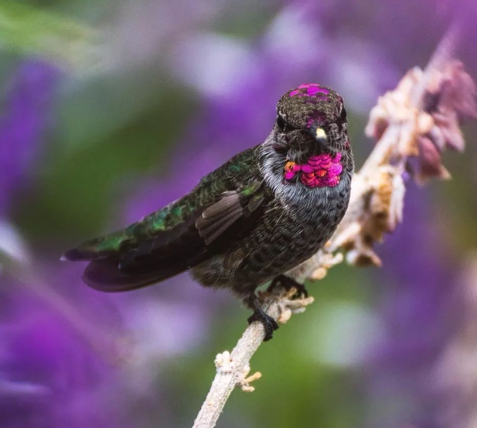 中国足球，以及孔雀的尾巴，还有孟加拉雀的鸣叫