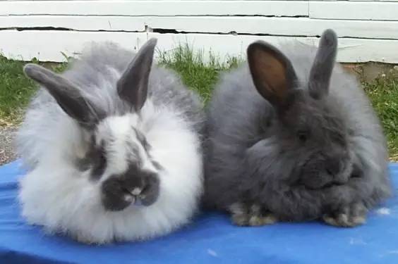 世界最罕见的十个杂交动物,不忍直视世界罕见的十大变异动物