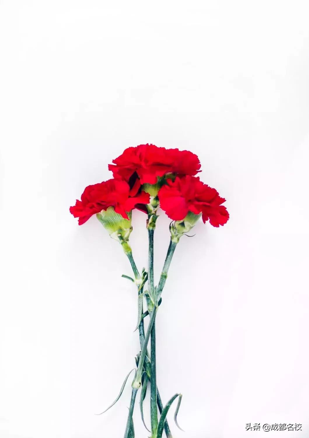 一所好学校，藏不住！成都石室外语学校的家长，深情为学校代言！