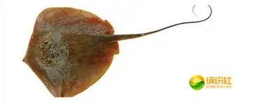 舟山4月份海鲜攻略,舟山海鲜代加工攻略