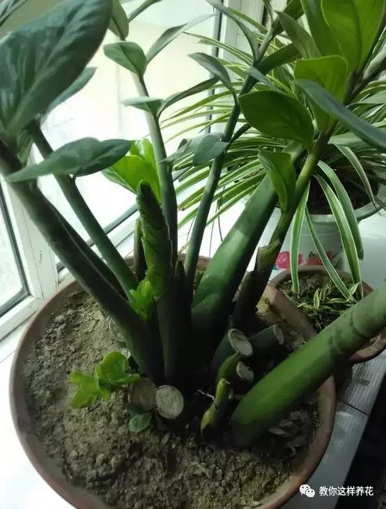 家里三种最旺财的花卉,家里招财旺宅的花