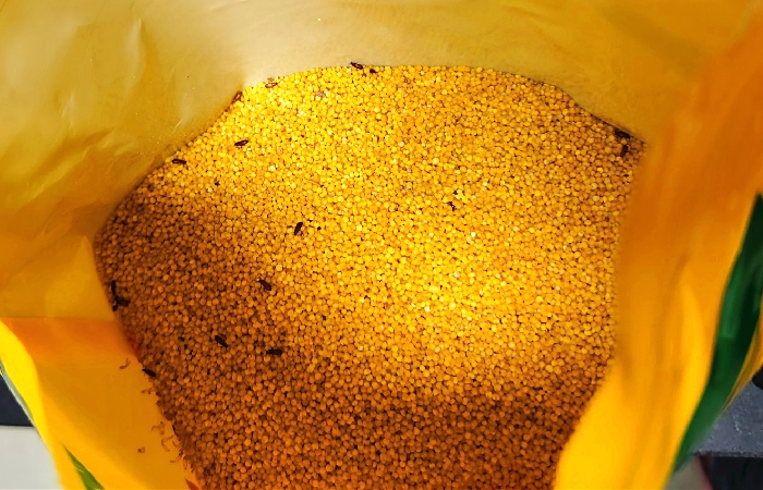 小米哪些东西不建议购买,只需三招教你轻松买到优质小米